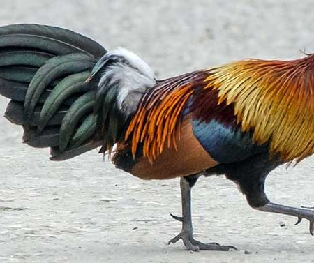 Cùng tìm hiểu Kỹ thuật chăn nuôi gà đá tại Sv388.com 