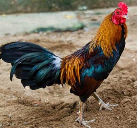 Cùng tìm hiểu làm thế nào tăng cân gà đá?