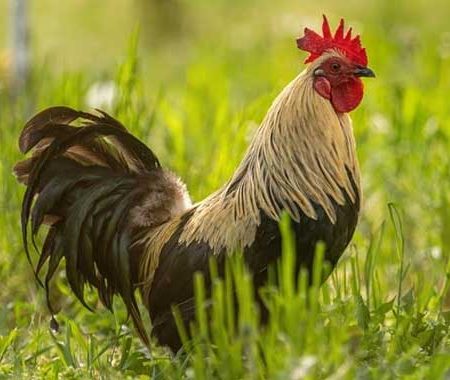 Bí quyết nuôi gà chọi gia truyền hiệu quả