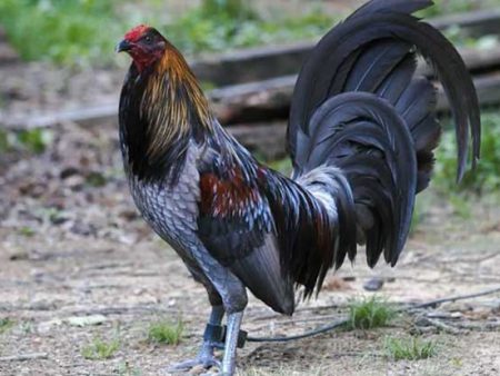 Tìm hiểu các giống gà đá cựa sắt dùng thi đấu 