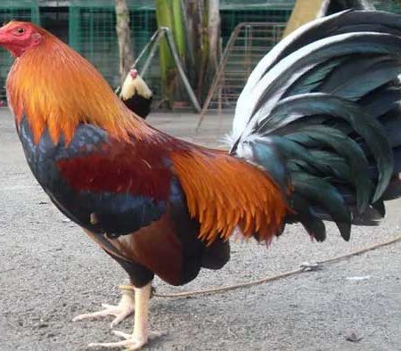 Kinh nghiệm chọn dòng gà đá tốt nhất hiện nay